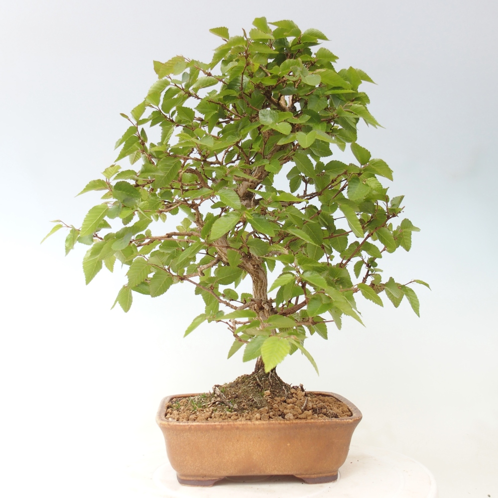 Bonsaï d'extérieur -Carpinus CARPINOIDES - Charme de Corée