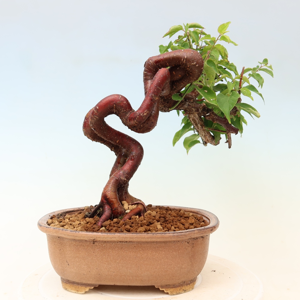 Bonsaï d'extérieur - Abricotier japonais - Prunus Mume