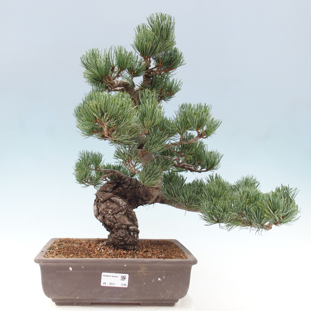 Bonsaï d'extérieur - Pinus parviflora - Pinus parviflora