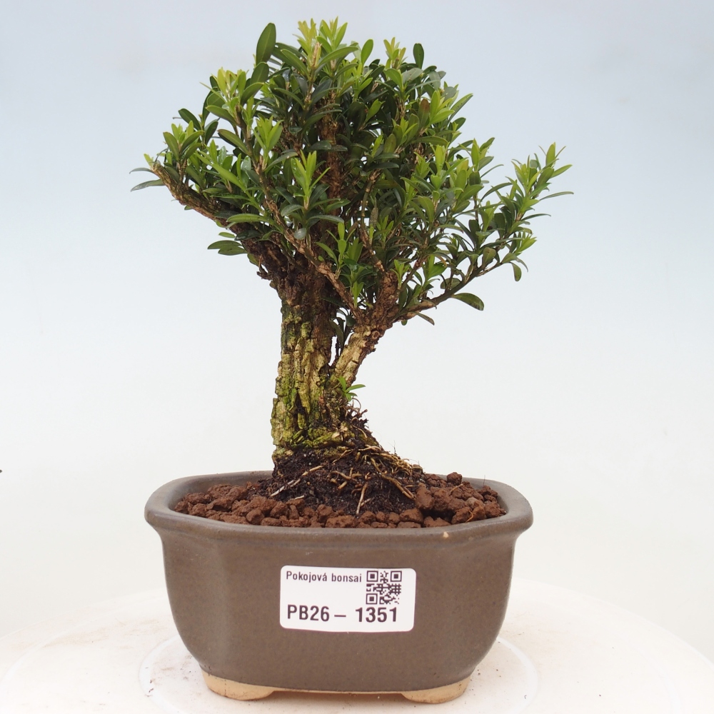 Bonsaï de chambre - Buxus harlandii - buxus liège