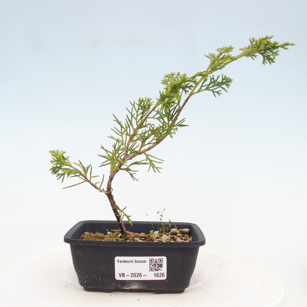 Bonsaï d'extérieur - Juniperus chinensis Itoigawa