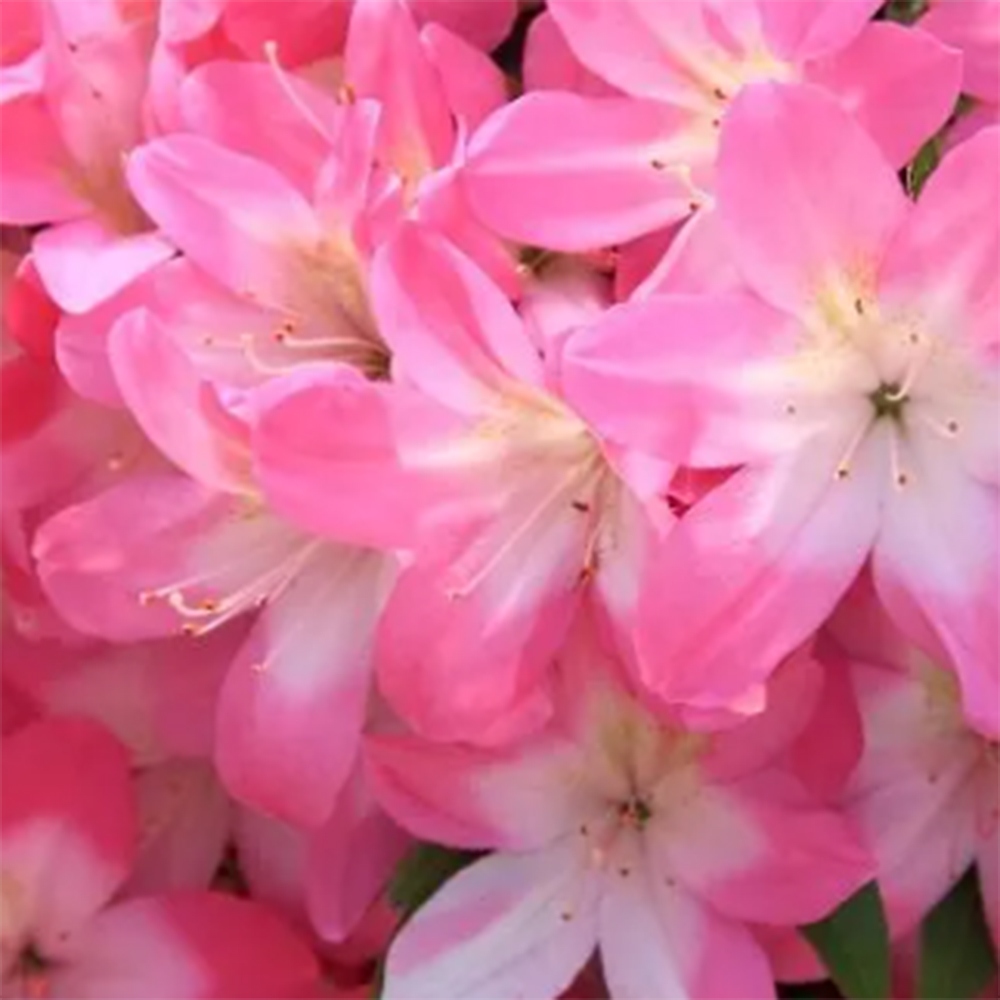 Bonsaï d'extérieur - Azalée japonaise - Azalea Akari