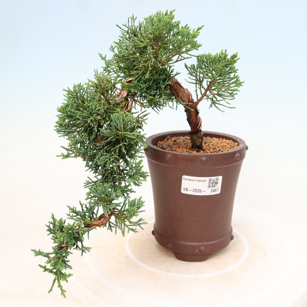Bonsaï d'extérieur - Juniperus chinensis Kishu