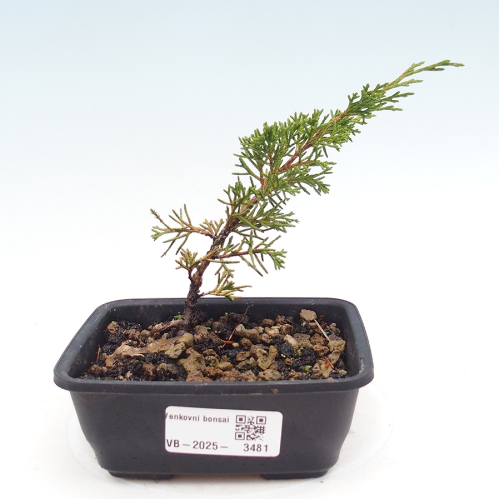 Bonsaï d'extérieur - Juniperus chinensis Itoigawa