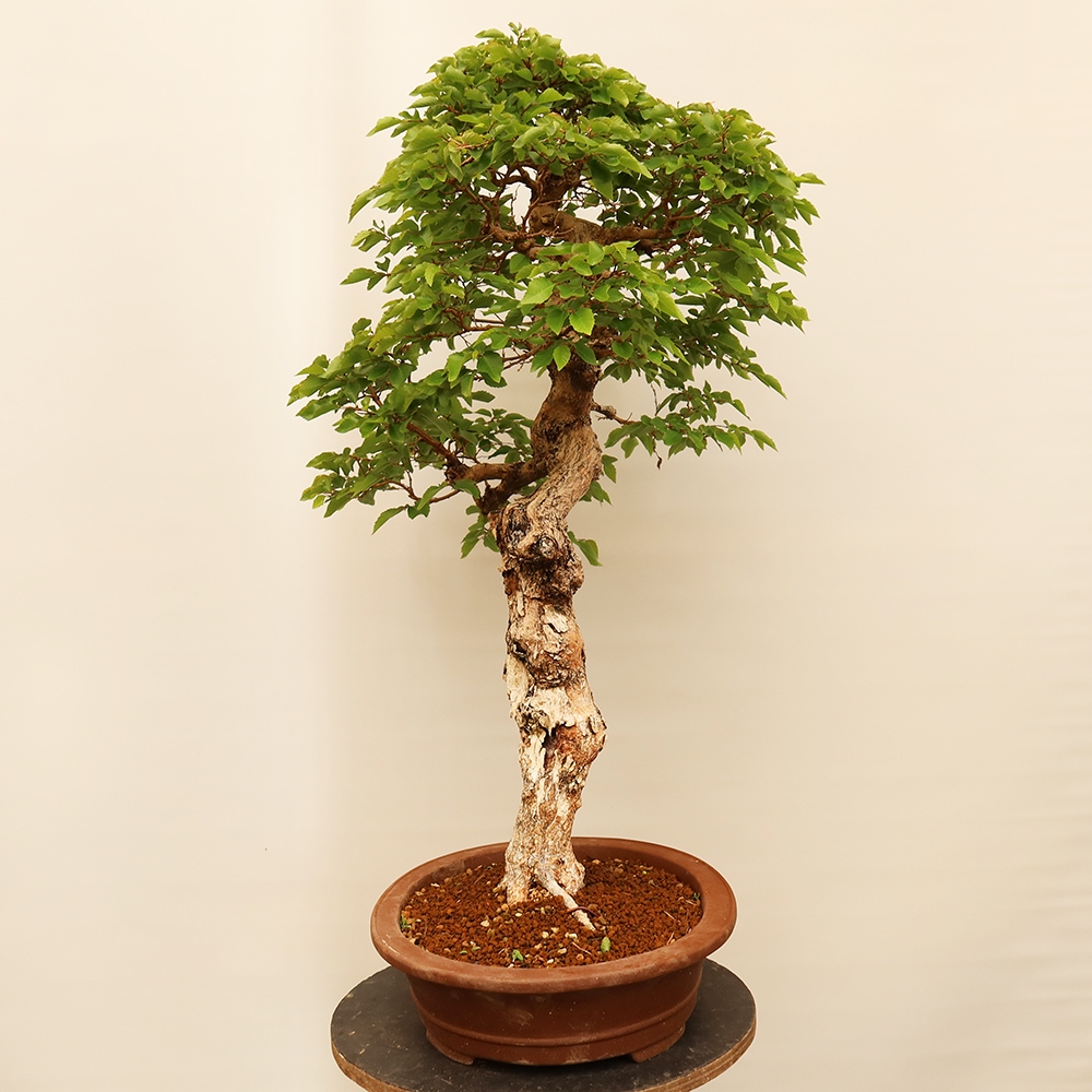 Bonsaï d'extérieur -Carpinus Coreana - Charme de Corée