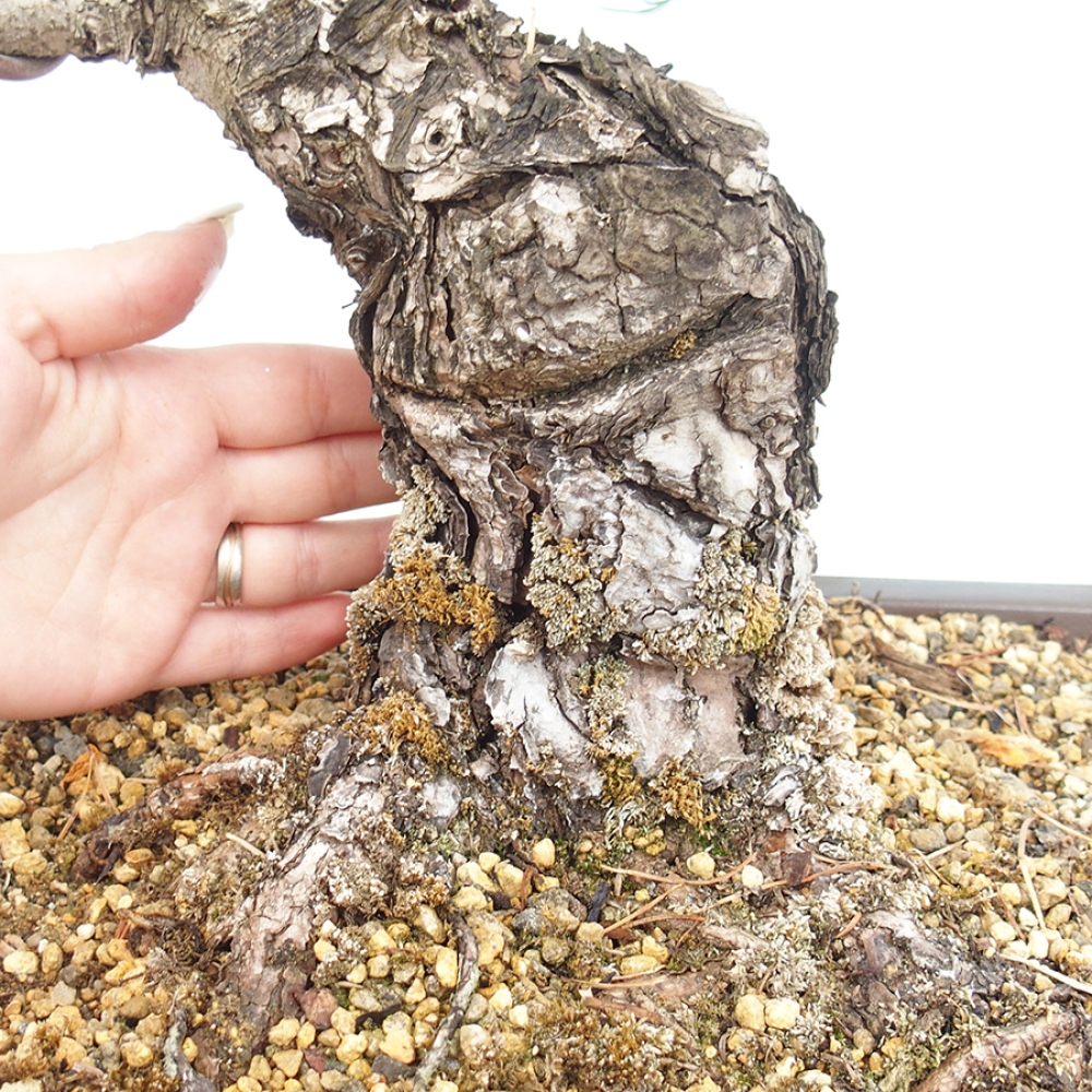 Bonsaï d'extérieur - Pinus parviflora - Pinus parviflora