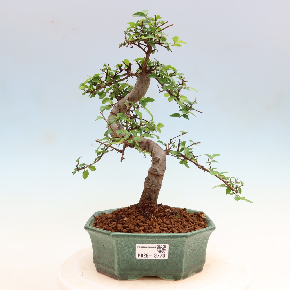 Bonsaï de chambre - Ulmus parvifolia - Orme à petites feuilles