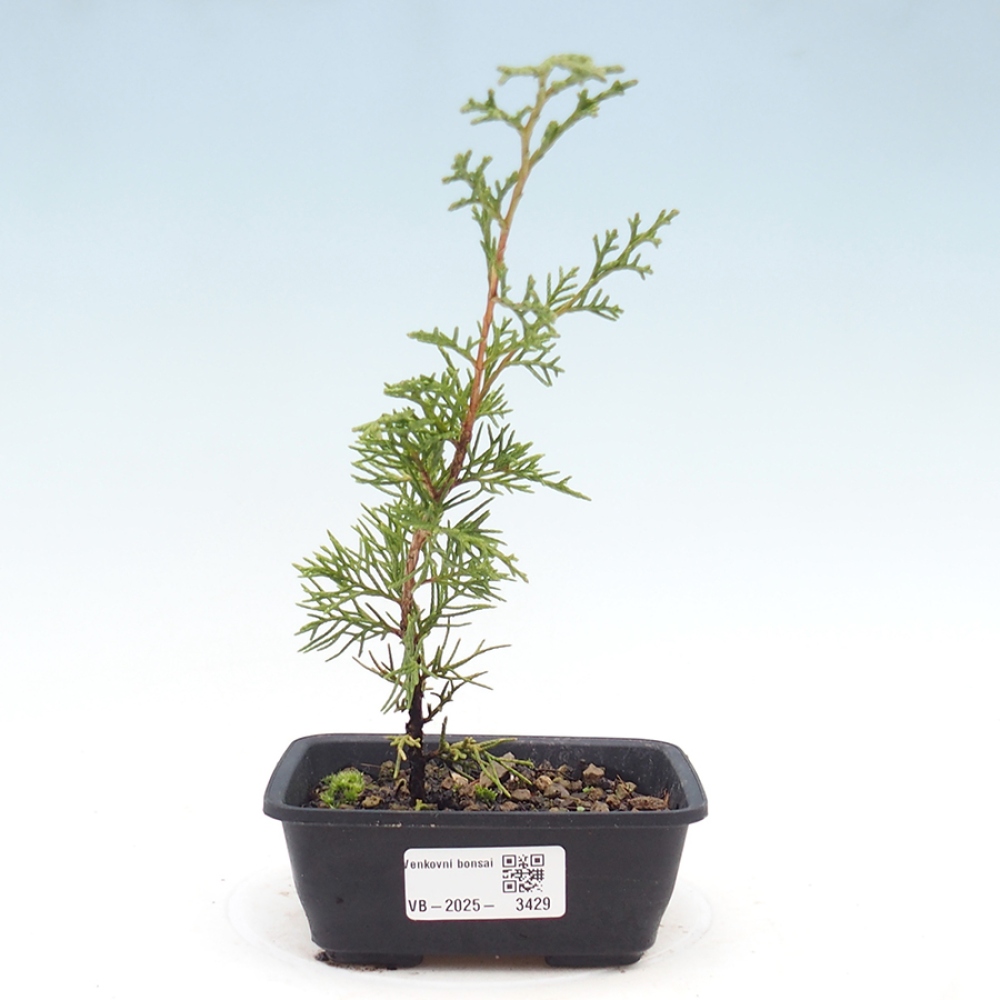 Bonsaï d'extérieur - Juniperus chinensis Itoigawa