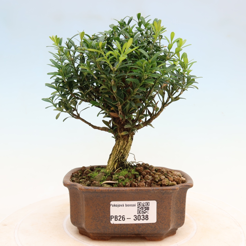 Bonsaï de chambre - Buxus harlandii - buxus liège