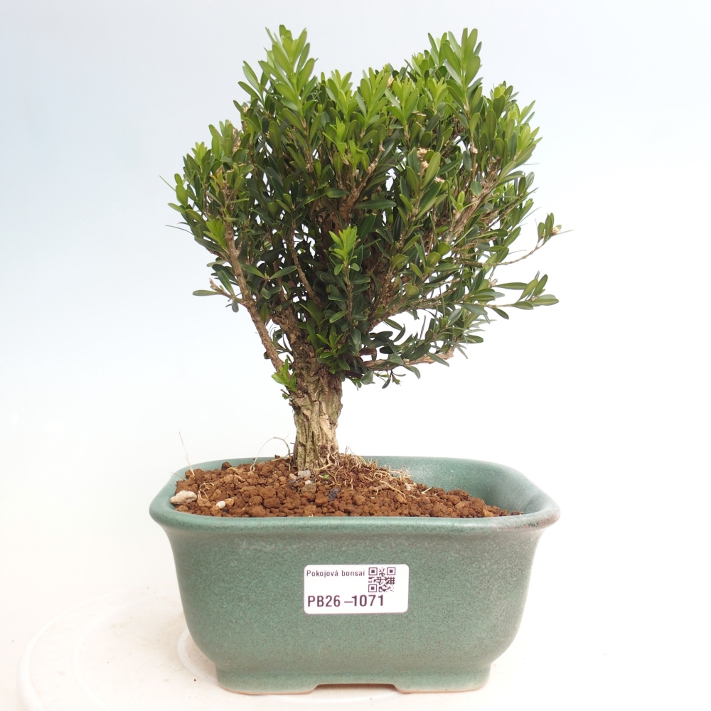 Bonsaï de chambre - Buxus harlandii - buxus liège