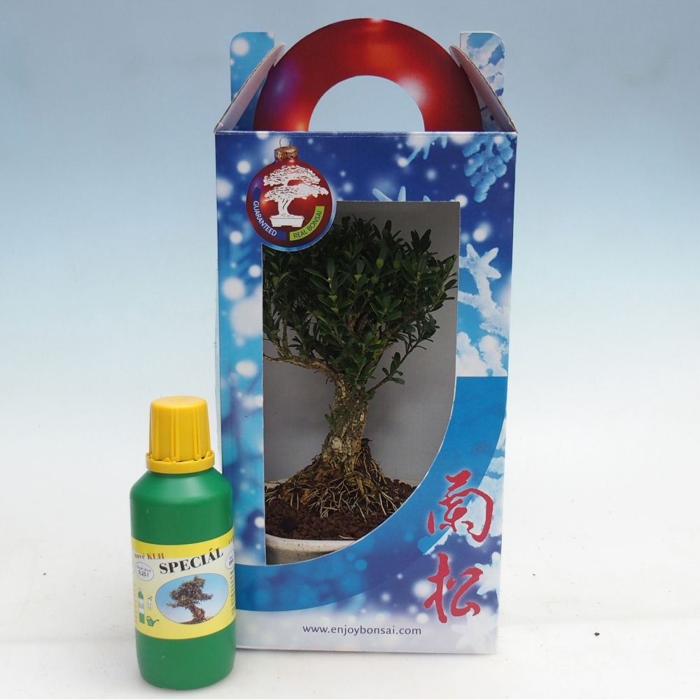 Bonsaï de chambre en boîte cadeau Buxus harlandii - buxus liège