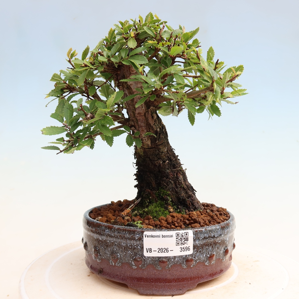 Bonsaï d'extérieur - Zelkova - Zelkova NIRE