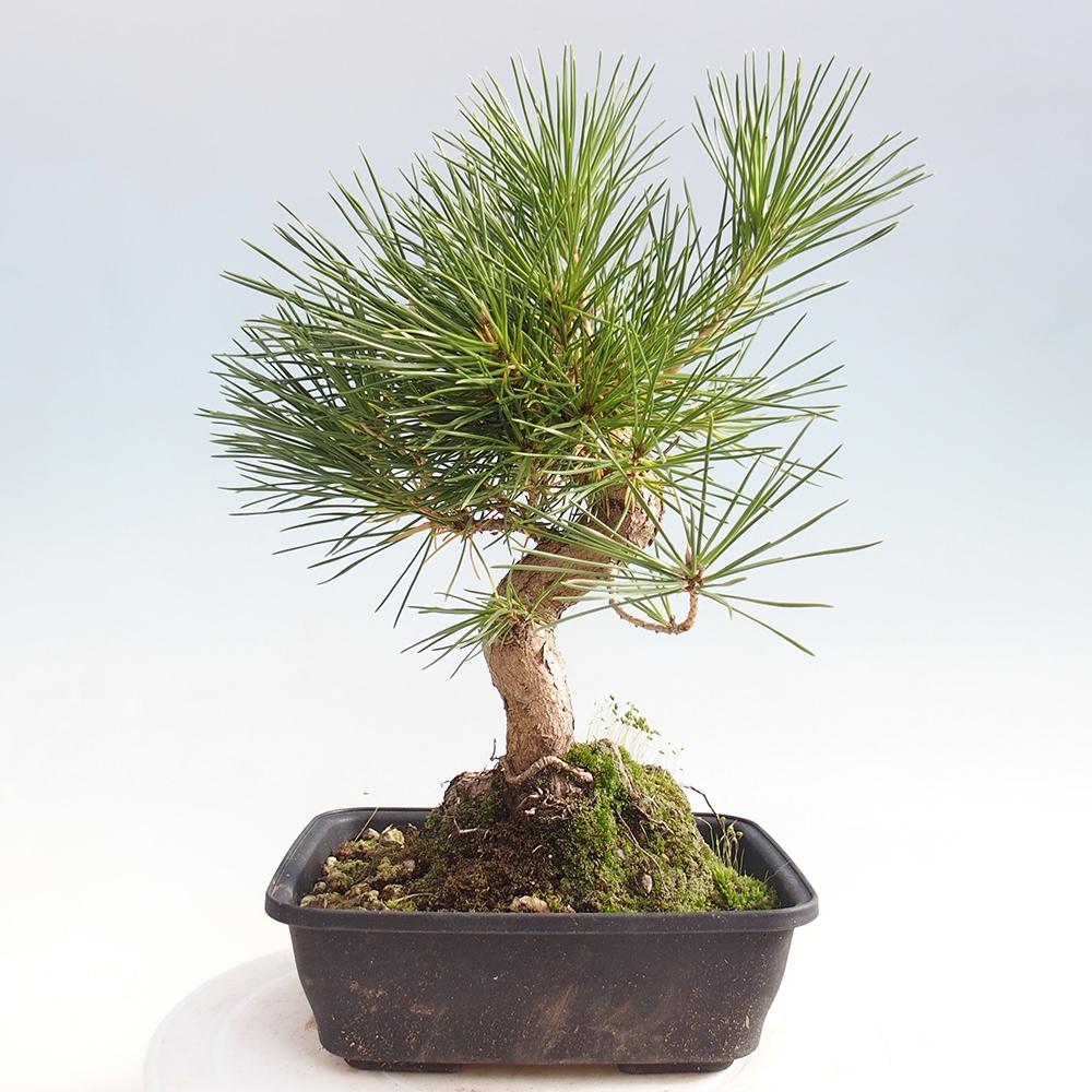 Bonsaï d'extérieur - Pinus thunbergii - Pin de Thunberg