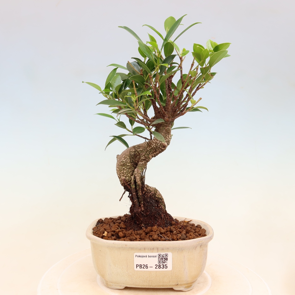 Salle bonsaï - Ficus kimmen - ficus à petites feuilles