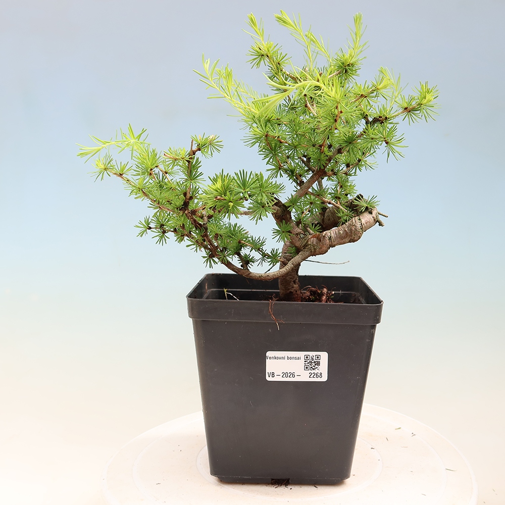 Bonsaï d'extérieur -Larix decidua - Mélèze