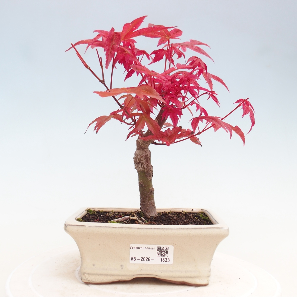 Bonsaï d'extérieur - Acer palmatum DESHOJO