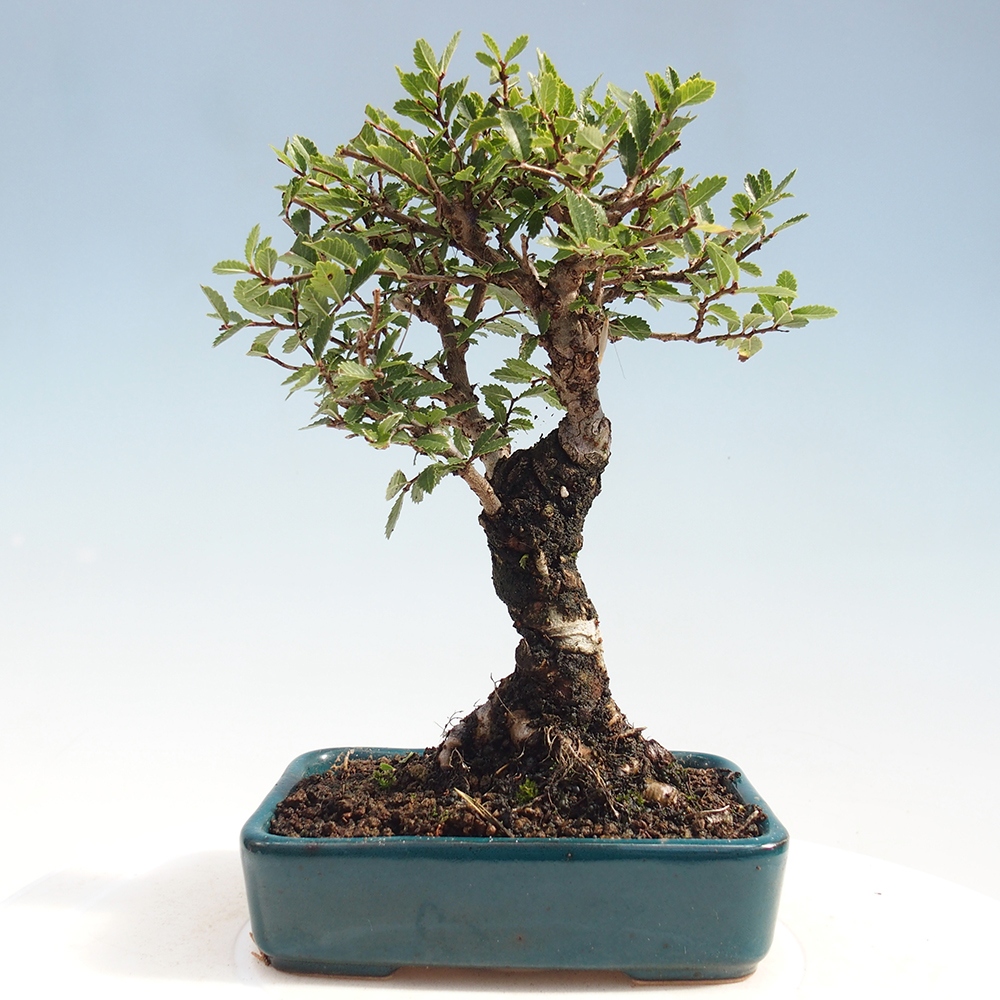 Bonsaï d'extérieur - Zelkova - Zelkova NIRE