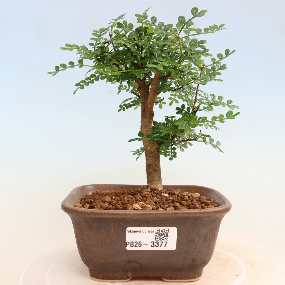 Salle bonsaï - Zantoxylum piperitum - arbre à poivre