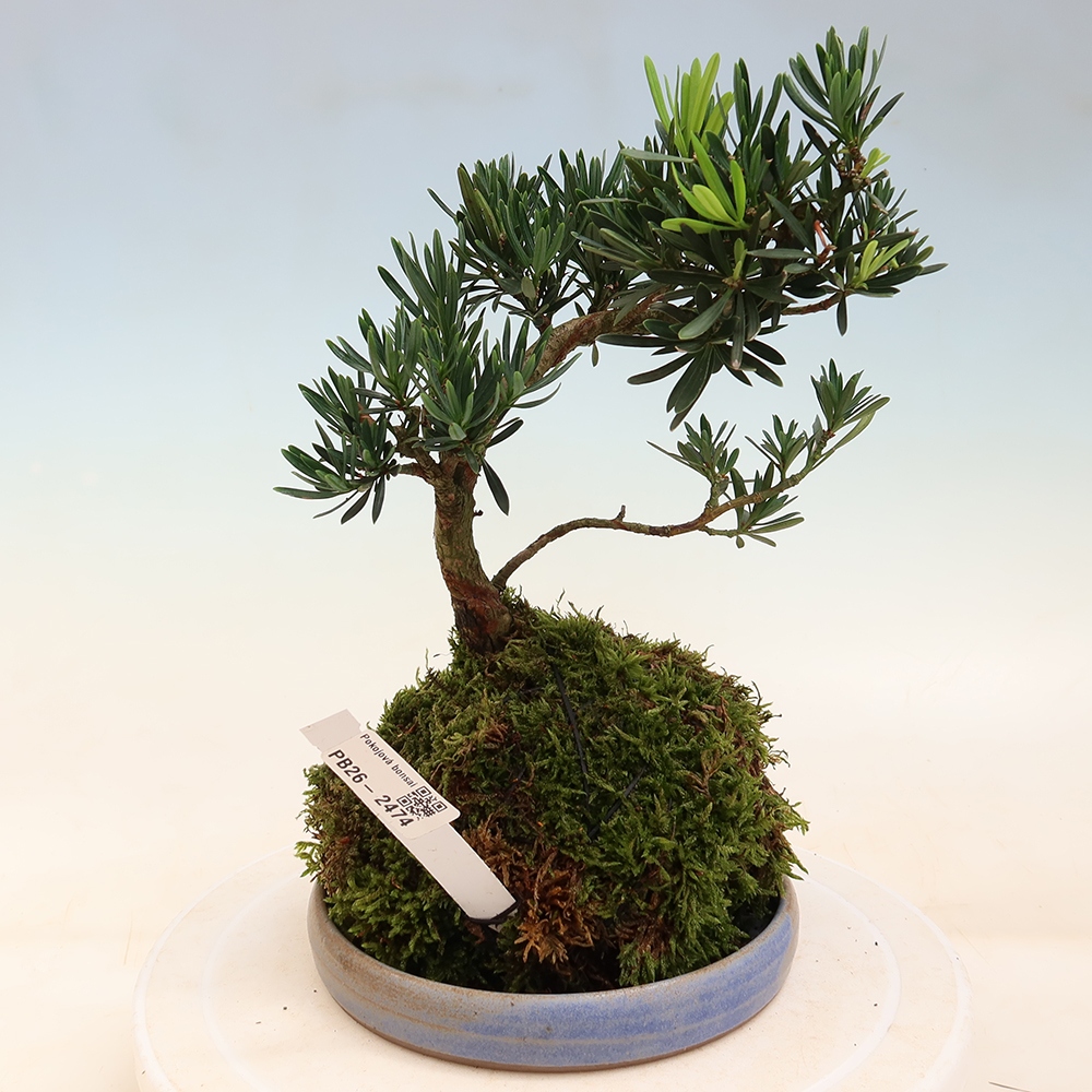 Kokedama avec soucoupe - Podocarpus - If de pierre