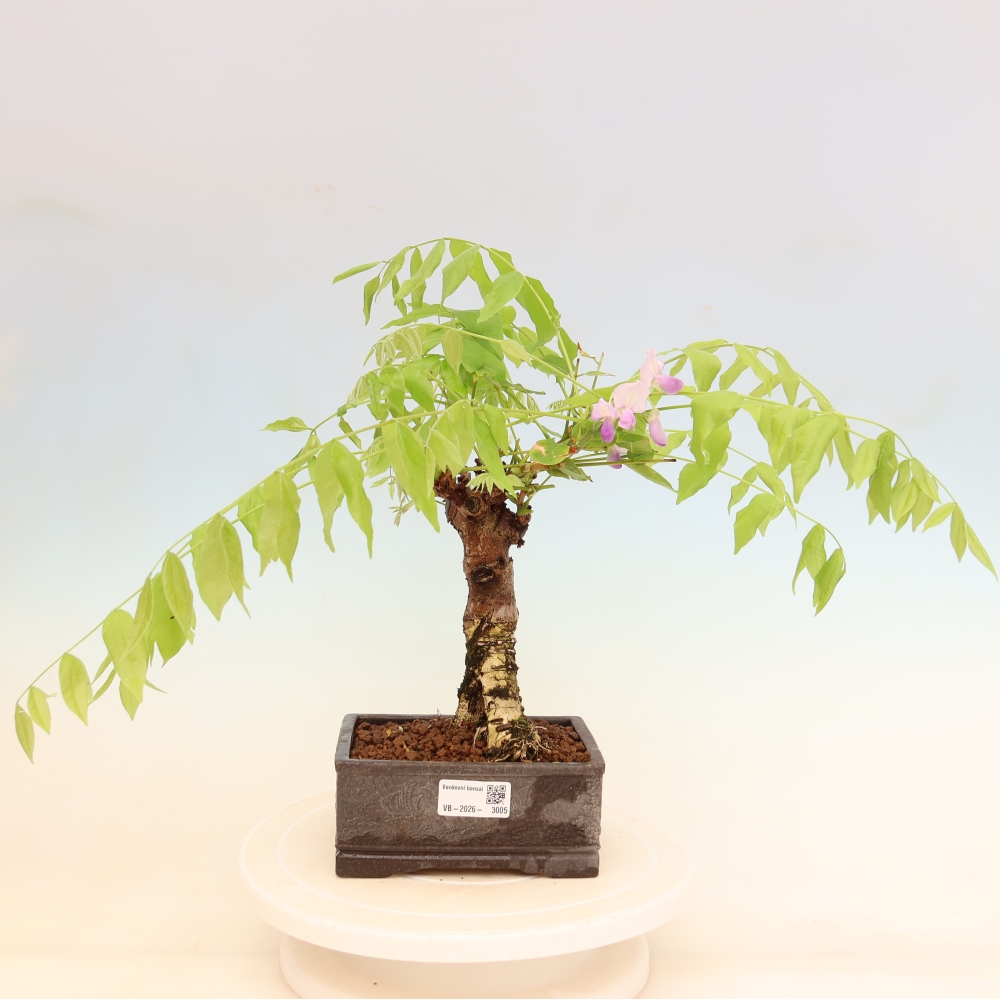 Bonsaï d'extérieur - Wisteria floribunda