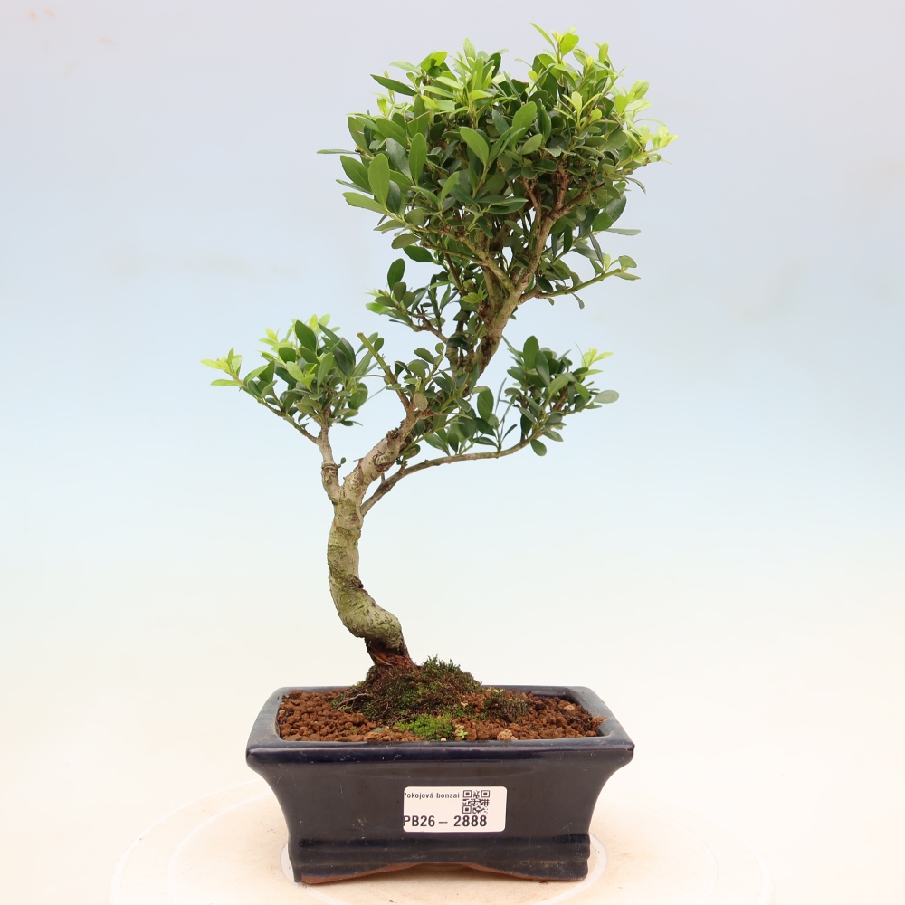 Bonsaï de chambre - Ilex crenata - Houx