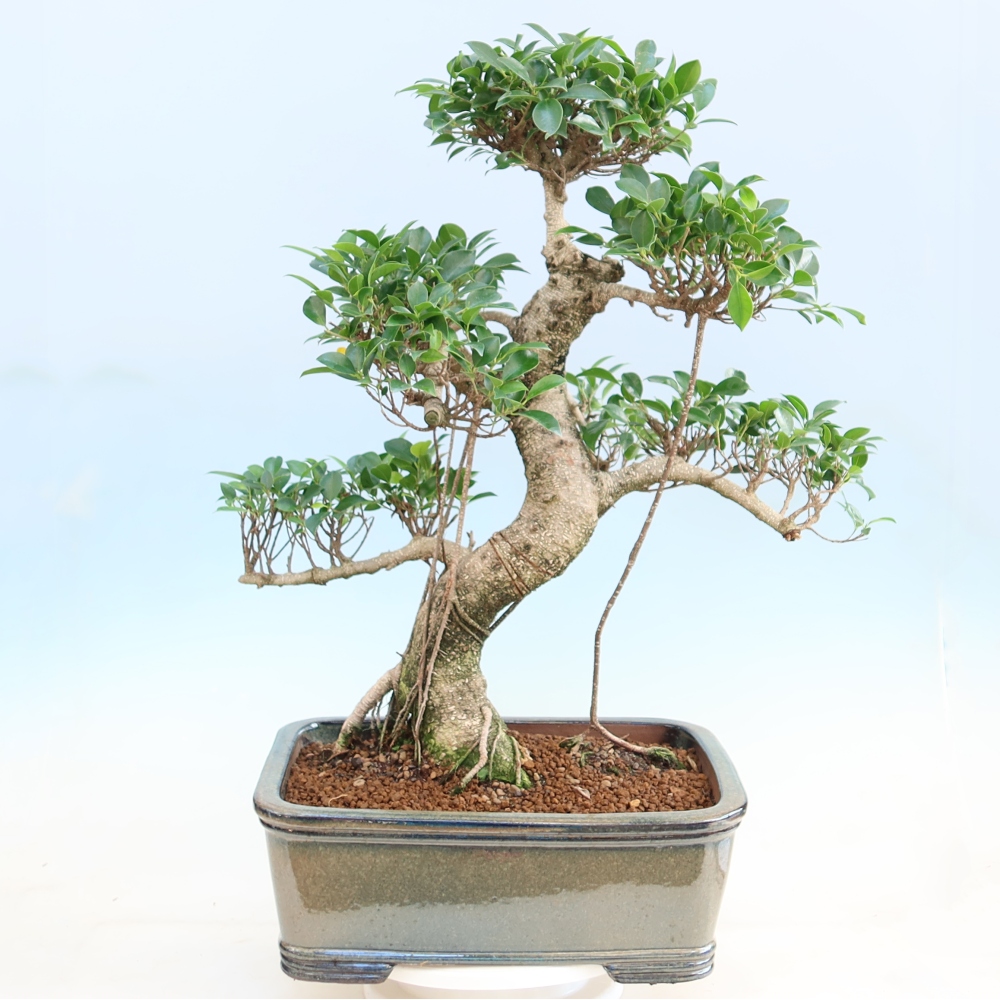 Salle bonsaï - Ficus kimmen - ficus à petites feuilles