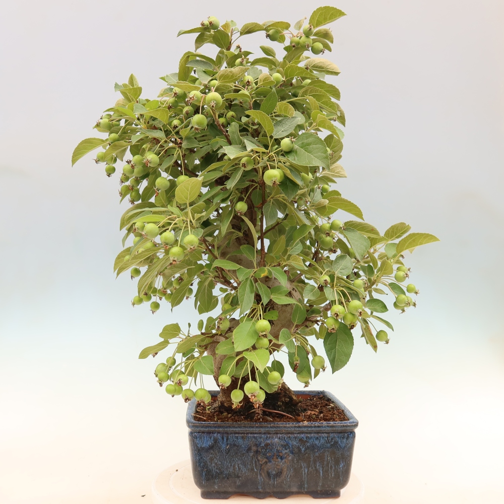 Bonsaï d'extérieur -Malus halliana - Pommier à petits fruits