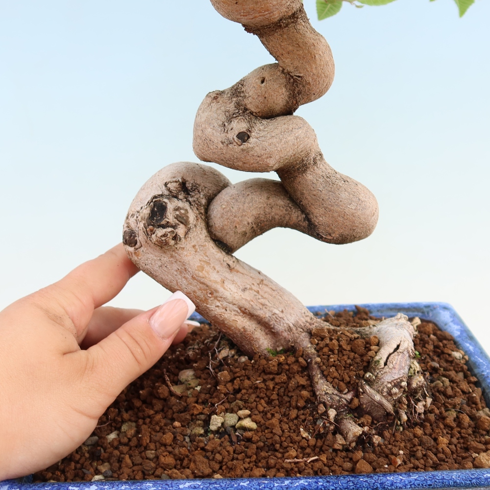 Bonsaï d'extérieur -Carpinus Coreana - Charme de Corée