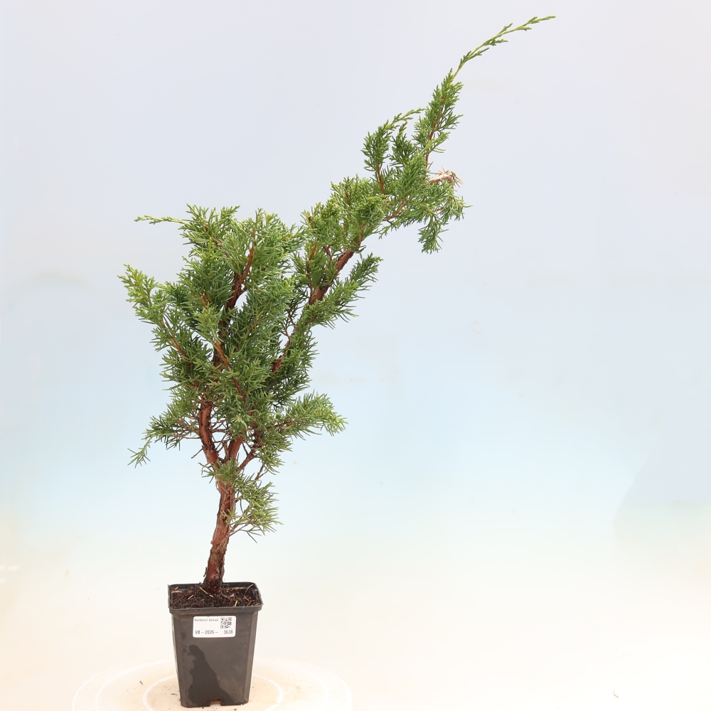 Bonsaï d'extérieur - Juniperus chinensis Kishu