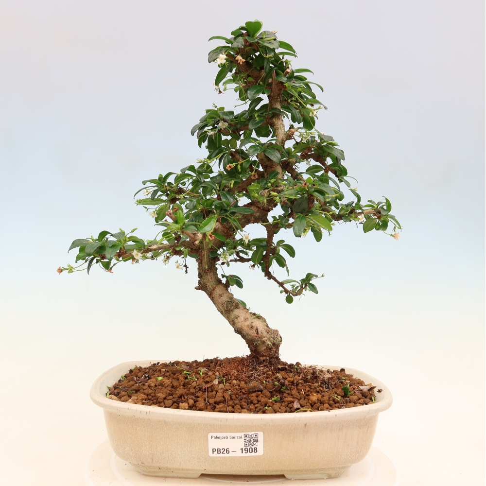 Bonsaï de chambre - Carmona macrophylla - Tea fuki