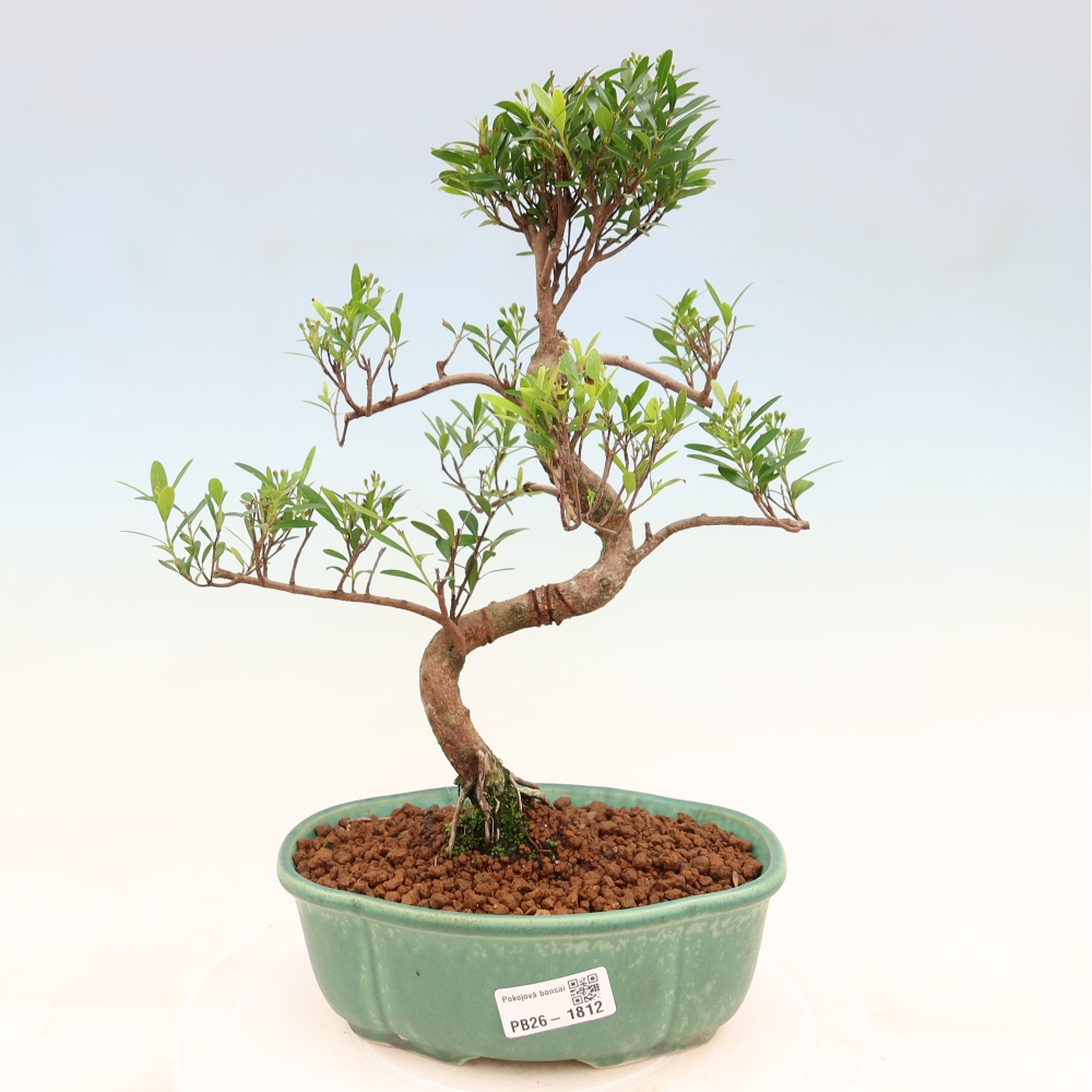 Bonsaï de chambre - Syzygium - Pimento