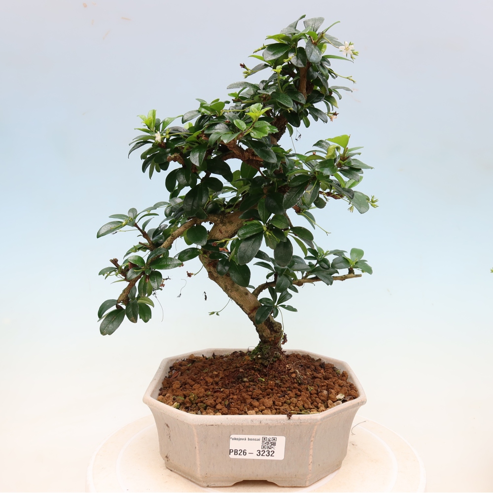Bonsaï de chambre - Carmona macrophylla - Tea fuki