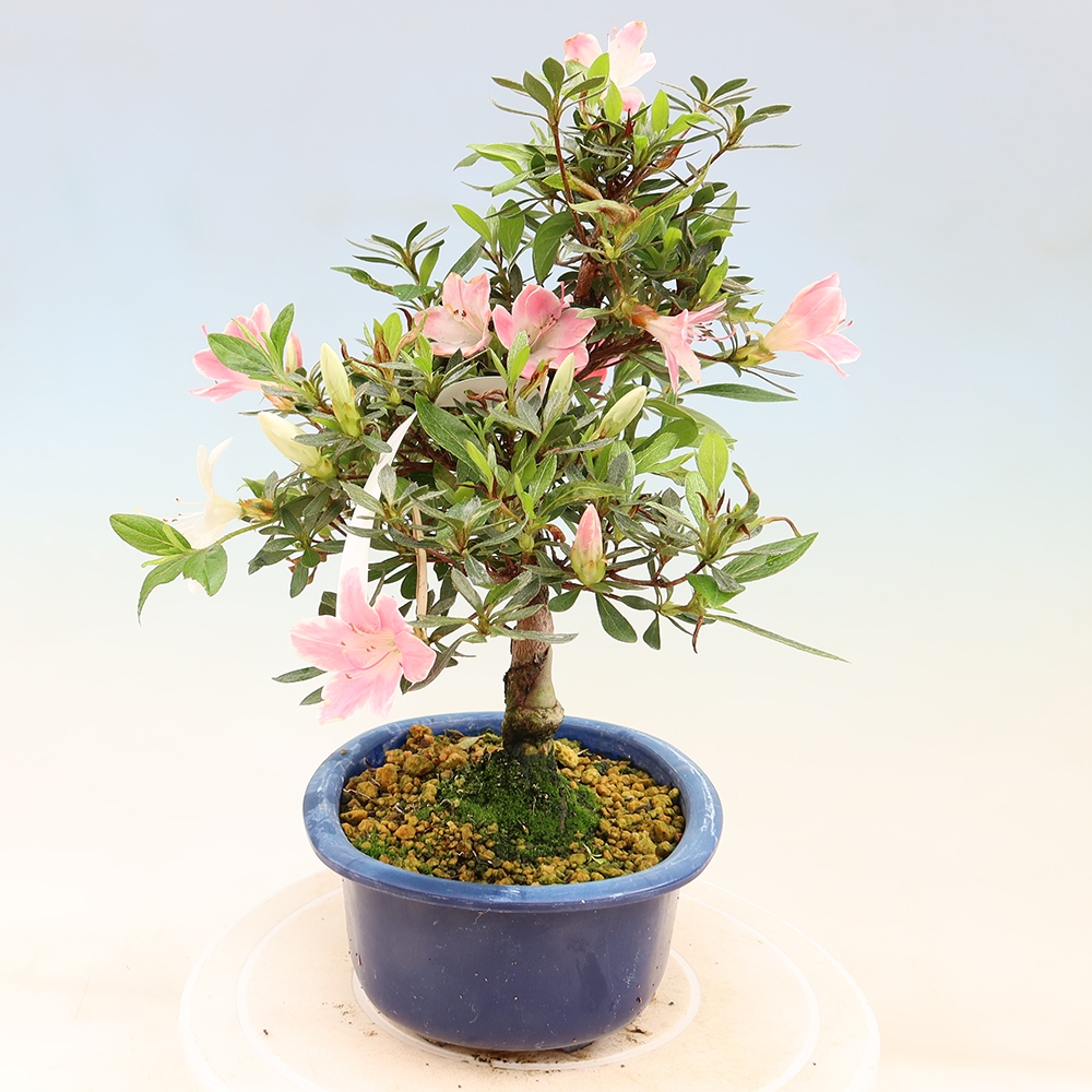 Bonsaï d'extérieur - Azalée japonaise - Azalea Senhime