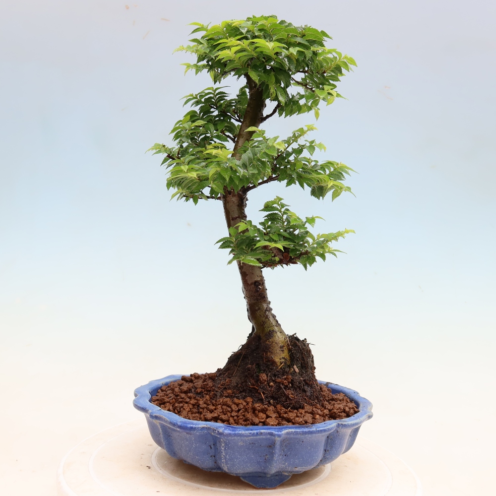 Bonsaï d'extérieur - Ulmus Jacqueline Hillier - Orme magnifique