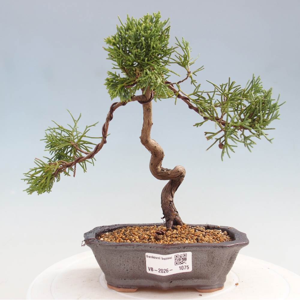 Bonsaï d'extérieur - Juniperus chinensis Kishu