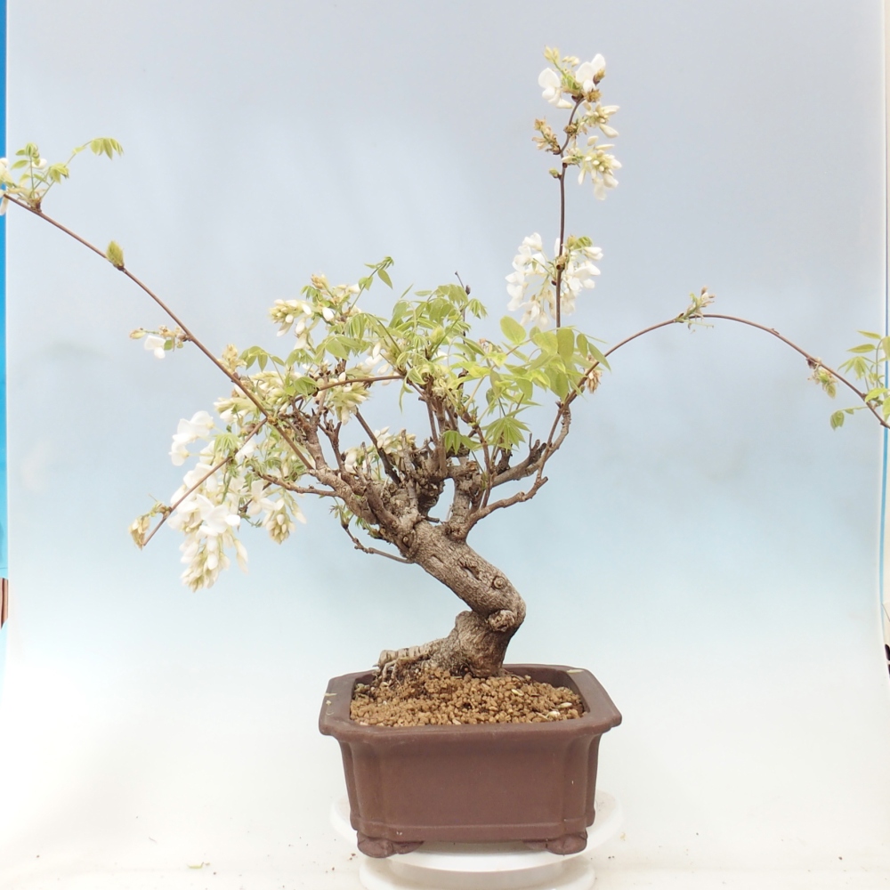 Bonsaï d'extérieur - Vistaria - Wisteria