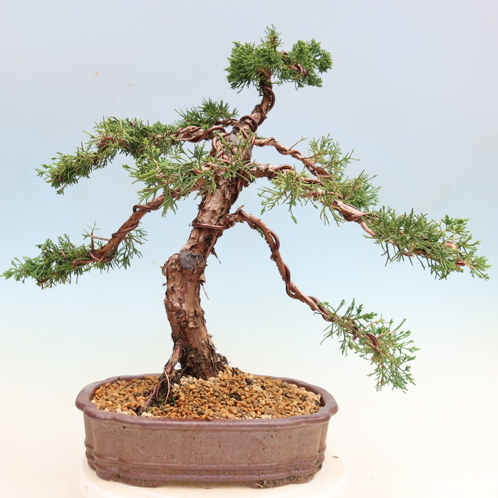 Bonsaï d'extérieur - Juniperus chinensis Kishu