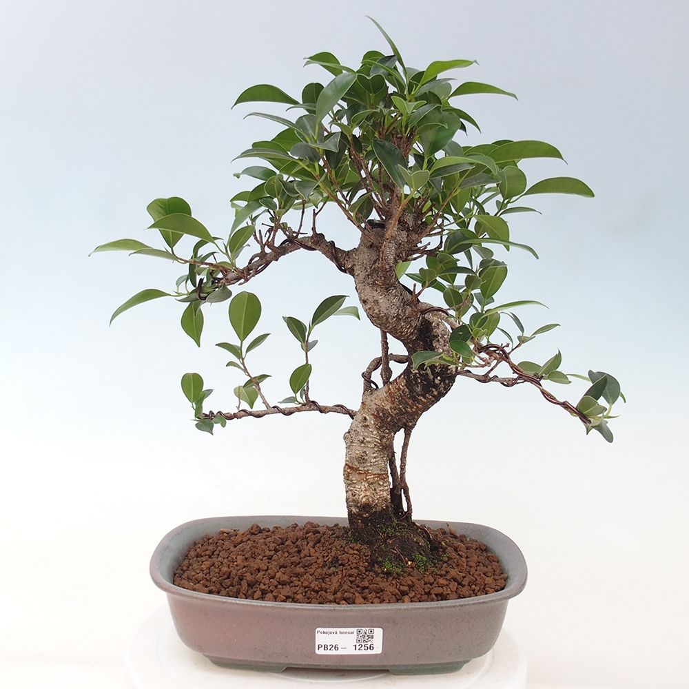 Salle bonsaï - Ficus kimmen - ficus à petites feuilles