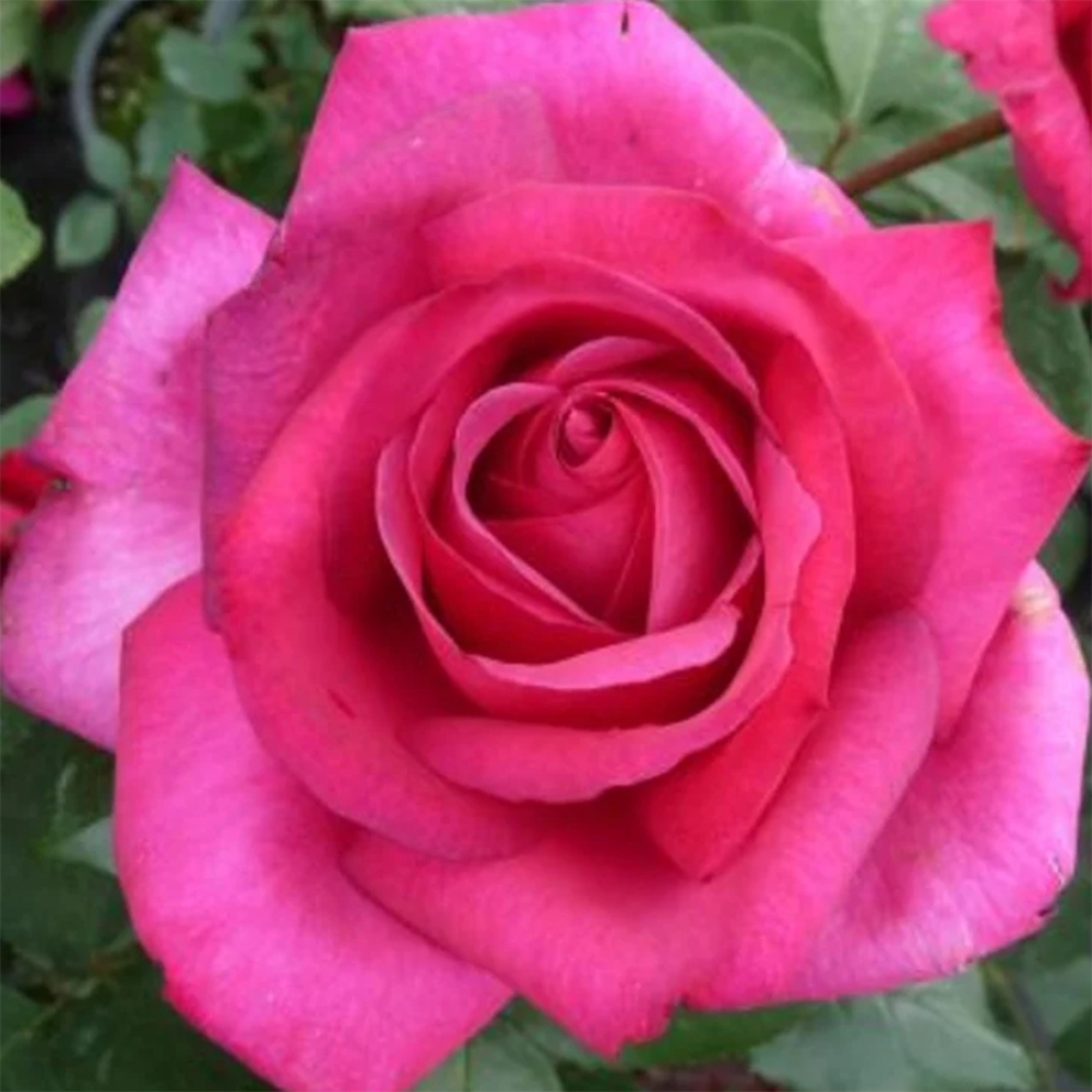 Bonsaï d'extérieur - Rosa Kordes - rose