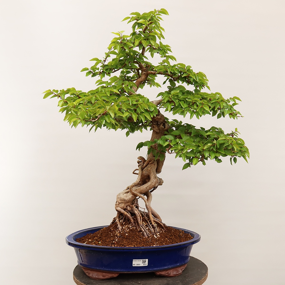Bonsaï d'extérieur -Carpinus Coreana - Charme de Corée