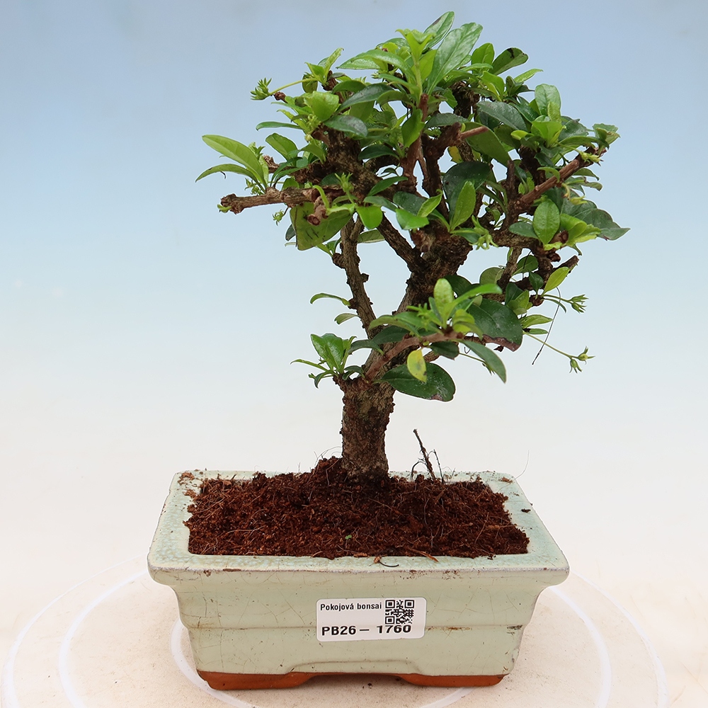 Bonsaï de chambre - Carmona macrophylla - Tea fuki