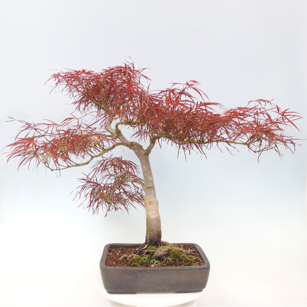 Bonsaï d'extérieur - Acer palmatum RED PYGMY