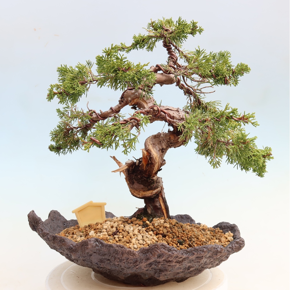 Bonsaï d'extérieur - Juniperus chinensis Itoigawa-Juniperus chinensis