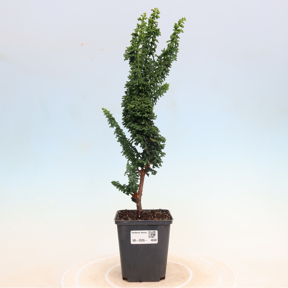 Bonsaï d'extérieur - Cham. obtusa SEKKA HINOKI - Cyprès