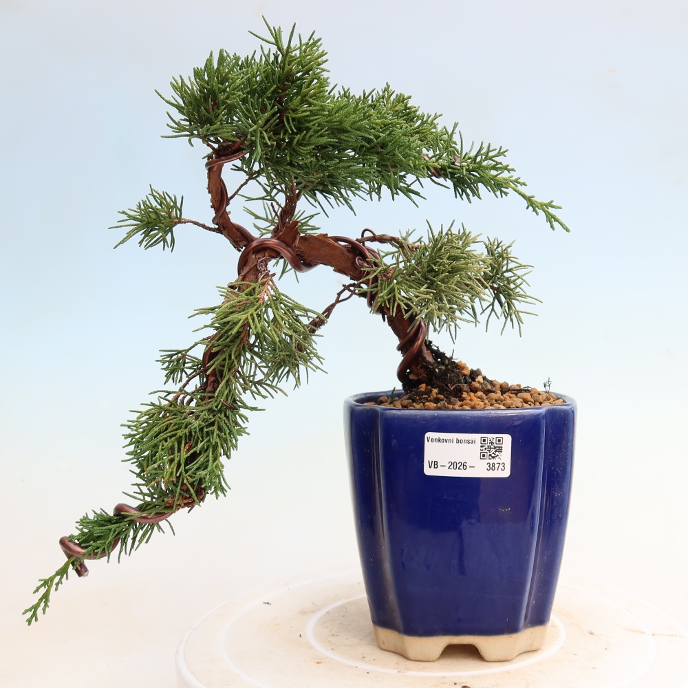 Bonsaï d'extérieur - Juniperus chinensis Kishu