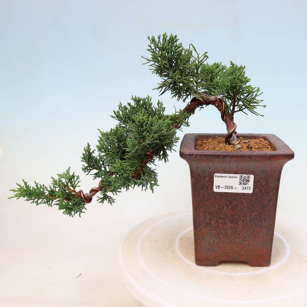 Bonsaï d'extérieur - Juniperus chinensis Kishu