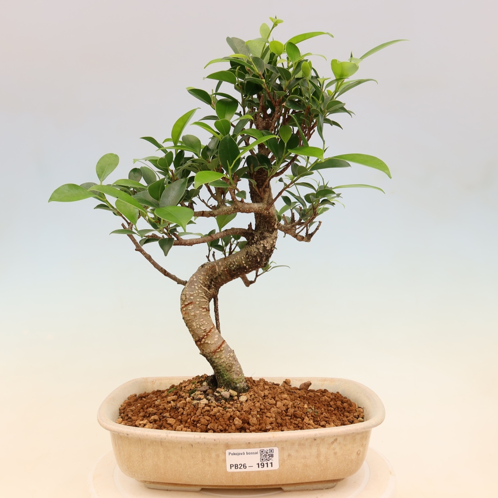 Salle bonsaï - Ficus kimmen - ficus à petites feuilles