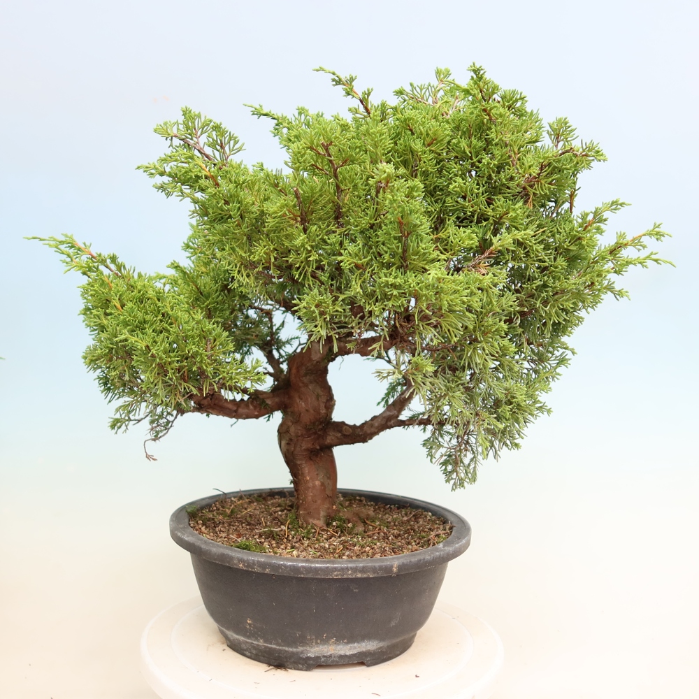 Bonsaï d'extérieur - Juniperus chinensis Itoigawa-Juniperus chinensis