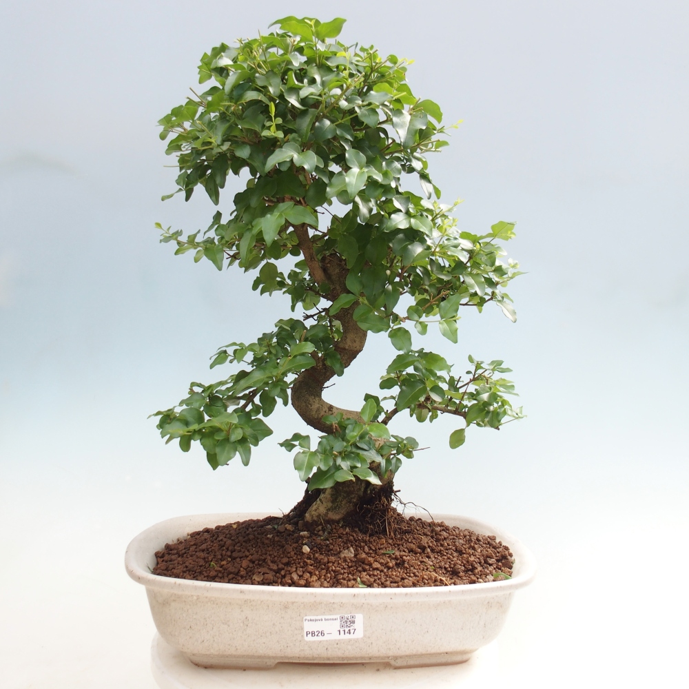Bonsaï de chambre -Ligustrum chinensis - Bec d'oiseau