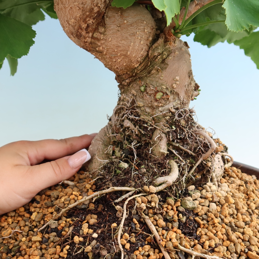 Bonsaïs d'extérieur - Ginkgo biloba - Ginkgo biloba